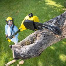 Best Hedge Trimming  in Waxahachie, TX