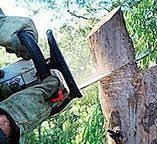 How Our Tree Care Process Works  in  Waxahachie, TX